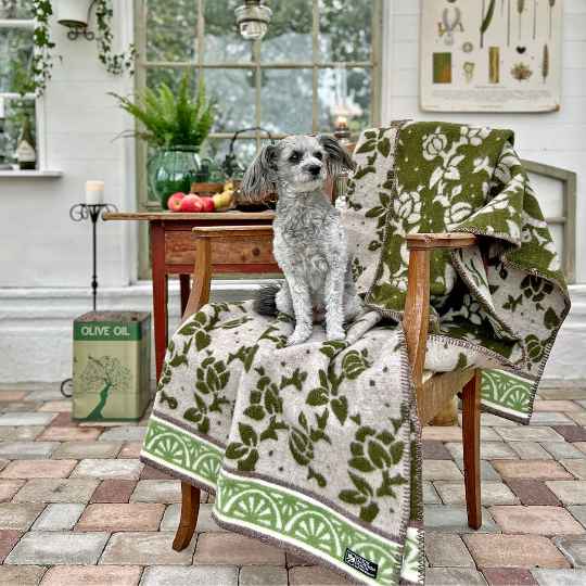 jugend green wool throw on a chair with a dog